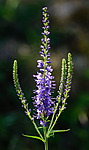 BB 08 0074 / Veronica spicata / Aksveronika